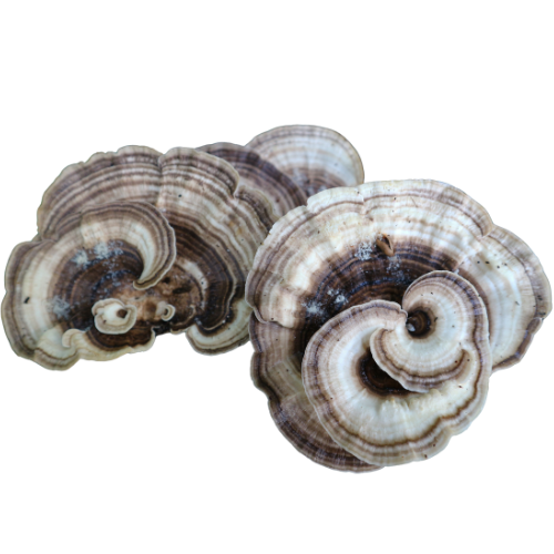 Shiitake Extract Forte is more than just an immune booster. Thanks to its high concentration of active compounds, it supports multiple vital systems in the body — including immunity, detoxification, energy metabolism, and cognitive health.