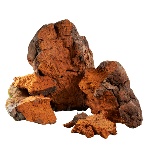 Shiitake Extract Forte is more than just an immune booster. Thanks to its high concentration of active compounds, it supports multiple vital systems in the body — including immunity, detoxification, energy metabolism, and cognitive health.