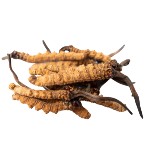 Shiitake Extract Forte is more than just an immune booster. Thanks to its high concentration of active compounds, it supports multiple vital systems in the body — including immunity, detoxification, energy metabolism, and cognitive health.