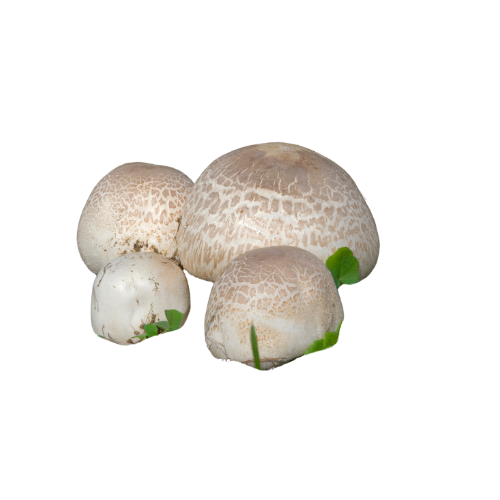 Shiitake Extract Forte is more than just an immune booster. Thanks to its high concentration of active compounds, it supports multiple vital systems in the body — including immunity, detoxification, energy metabolism, and cognitive health.