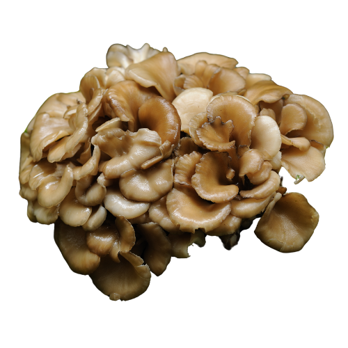 Shiitake Extract Forte is more than just an immune booster. Thanks to its high concentration of active compounds, it supports multiple vital systems in the body — including immunity, detoxification, energy metabolism, and cognitive health.