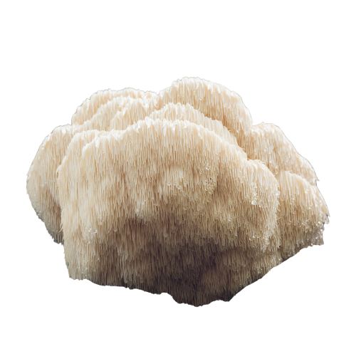 Shiitake Extract Forte is more than just an immune booster. Thanks to its high concentration of active compounds, it supports multiple vital systems in the body — including immunity, detoxification, energy metabolism, and cognitive health.