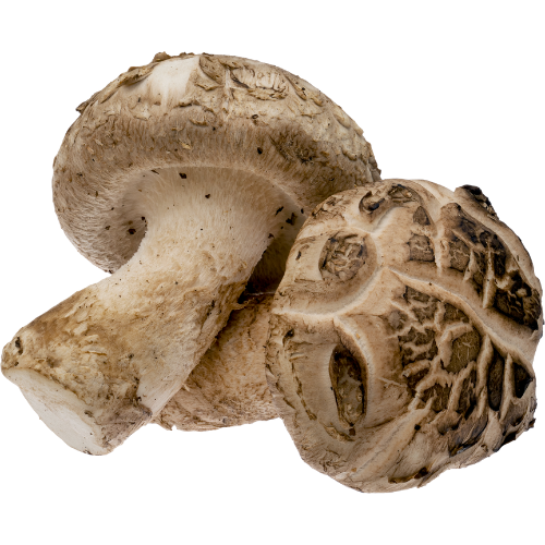 Shiitake Extract Forte is more than just an immune booster. Thanks to its high concentration of active compounds, it supports multiple vital systems in the body — including immunity, detoxification, energy metabolism, and cognitive health.