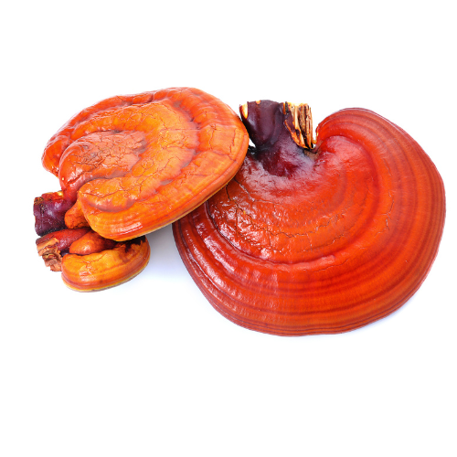 Shiitake Extract Forte is more than just an immune booster. Thanks to its high concentration of active compounds, it supports multiple vital systems in the body — including immunity, detoxification, energy metabolism, and cognitive health.