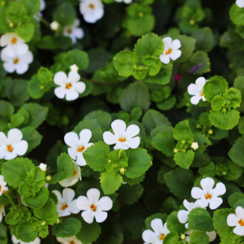 Shiitake Extract Forte is more than just an immune booster. Thanks to its high concentration of active compounds, it supports multiple vital systems in the body — including immunity, detoxification, energy metabolism, and cognitive health.